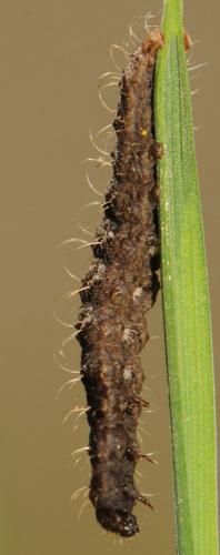 Hoplodrina sp.